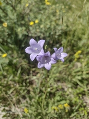 Campanula alaskana