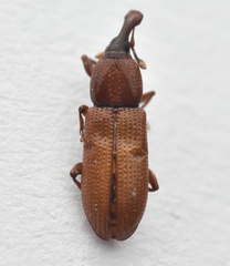 Cossonus linearis