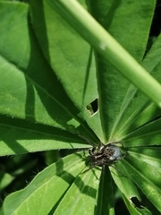 Acantholycosa lignaria