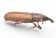 Cossonus linearis