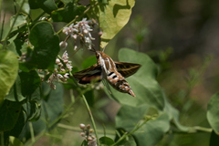 Hyles livornica