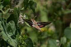 Hyles livornica
