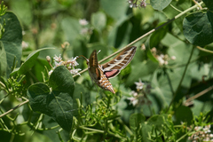 Hyles livornica