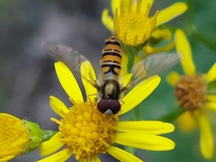 Episyrphus balteatus