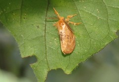 Euproctis punctifera