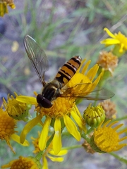 Episyrphus balteatus
