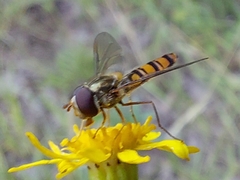 Episyrphus balteatus