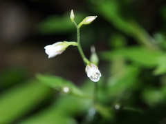 Lysimachia acroadenia