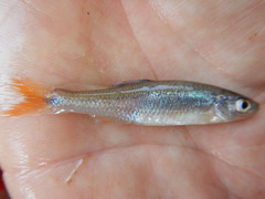 Lythrurus umbratilis