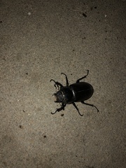 Lucanus cervus