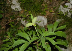 Paeonia officinalis
