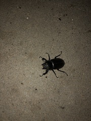 Lucanus cervus