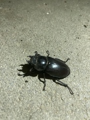 Lucanus cervus
