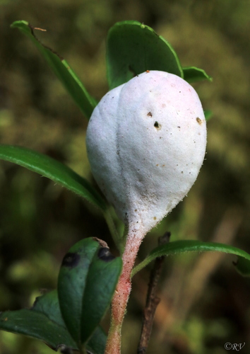Representative image of Exobasidiomycetes