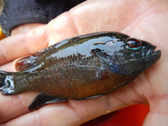 Lepomis miniatus