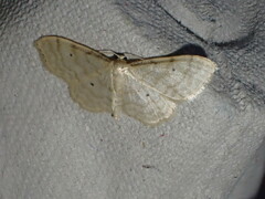 Idaea fuscovenosa