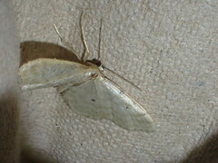 Idaea fuscovenosa