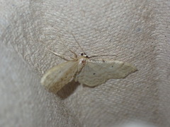 Idaea fuscovenosa