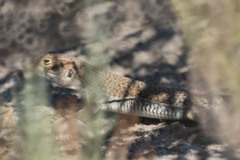 Acanthodactylus schreiberi