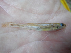 Etheostoma chlorosoma