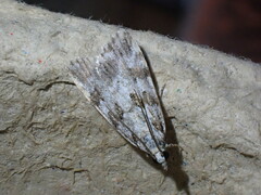 Scoparia pyralella