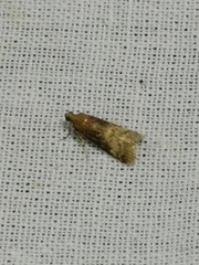 Euzophera fuliginosella