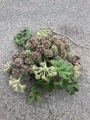 Glehnia littoralis