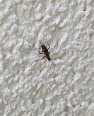 Beosus maritimus