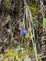 Lobelia lindblomii