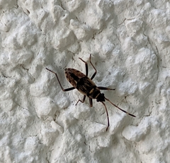 Beosus maritimus