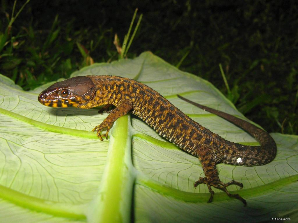 Pajapan Tropical Night Lizard