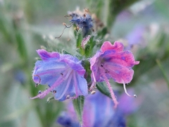 Echium vulgare