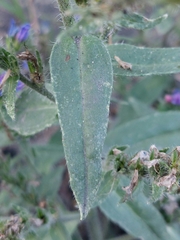 Echium vulgare