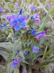 Echium vulgare