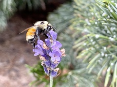 Bombus huntii