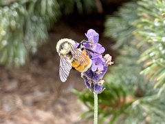 Bombus huntii