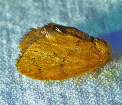 Heterogenea shurtleffi