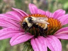 Bombus huntii