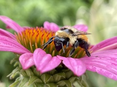 Bombus huntii