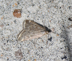 Loxostege sticticalis