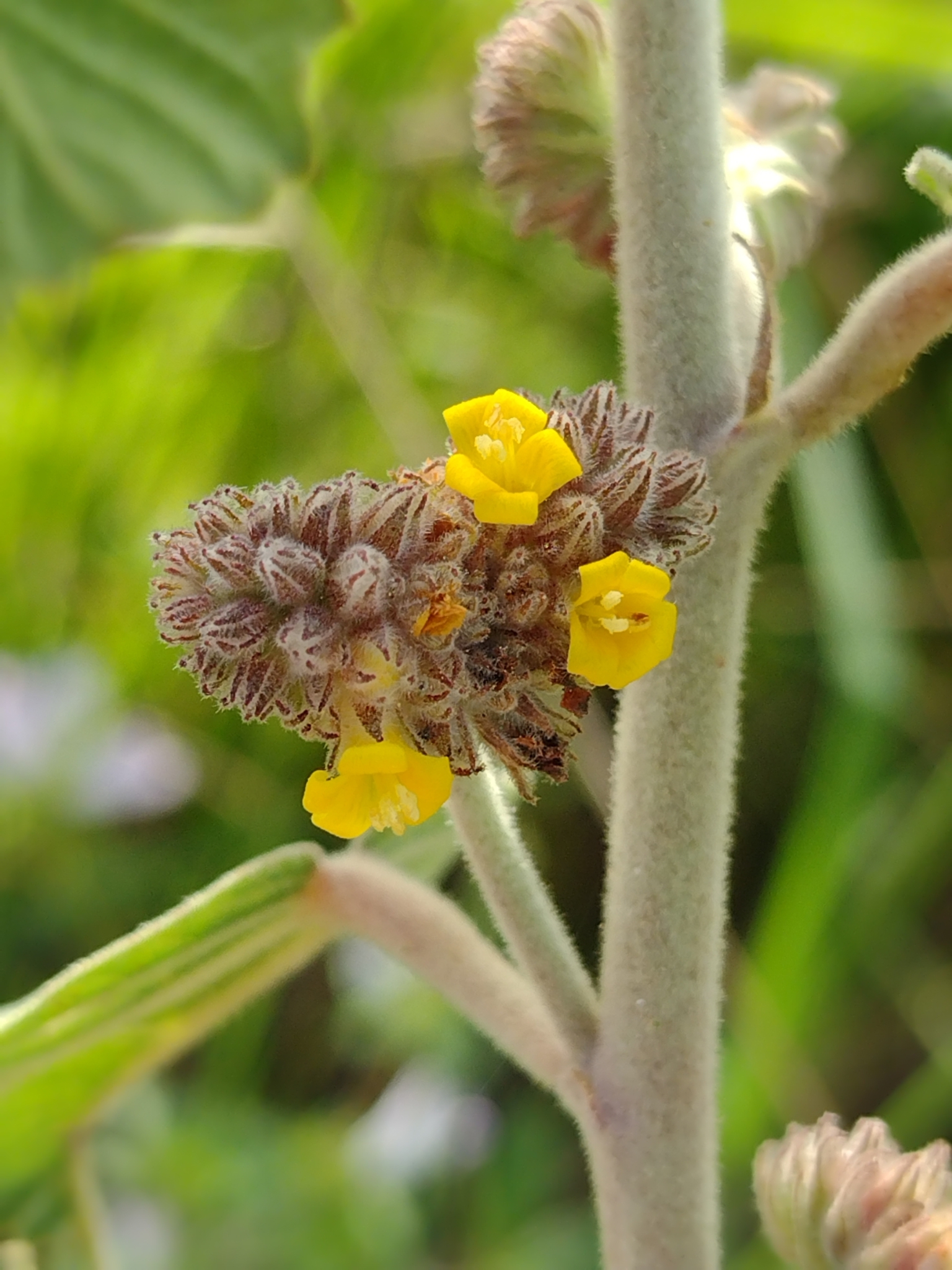 Waltheria rotundifolia