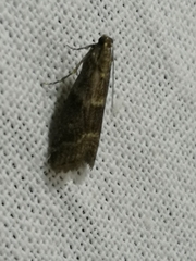 Glyptoteles leucacrinella