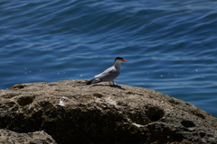 Sterna hirundo