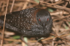 Laterallus jamaicensis