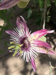 Passiflora × violacea