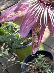 Passiflora × violacea