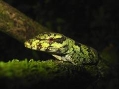 Anolis petersii