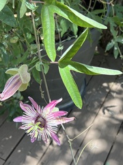 Passiflora × violacea