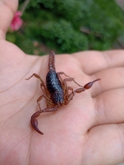 Thorellius cristimanus