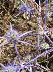 Eryngium creticum